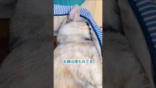 寝相がいつもダイナミックな猫　#shorts