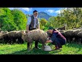 How Do Shepherds Live Nowadays? Making Sheep Milk Cheese and Cooking a Delightful Dinner