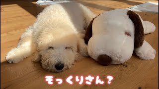 スヌーピーとそっくりな子犬がかわいいw 【スタンダードプードル】