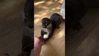 Otter Chura~It seems i  like my new toy 🐦so much🥰🦦😁|Cute Otter #ytshorts #ytviral #otternoise #funny