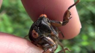 Female Magicicada septendecim cicada in slow motion (Brood II, New Jersey 2013)