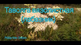 Лабазник лечит суставы, грипп, память, онкология (таволга вязолистная) 2 часть