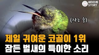 코골이가 귀여울 수가 있다..? 잠든 벌새의 특이한 잠버릇