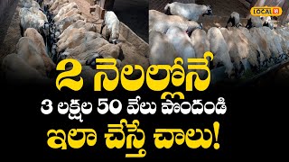 Sheep Farming : గొర్రెల పెంపకంలో సంరక్షణ మెళుకవలు తెలిస్తే.. భలే లాభాలు..!! #local18