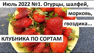 Июль 2022 №1. Клубника по сортам. Уход за огородом и сбор урожая в июле.