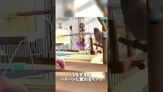 うなずきがヘドバンに変わるインコ#shorts