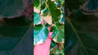 💕ഈ ഇല ചെടികളെ ഒക്കെ മറന്നോ 💕 #malayalam #song #my garden #my leaf plants #shortsfeed