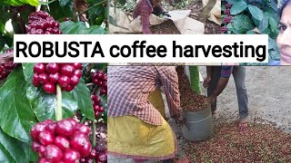 How to harvest Robusta coffee in kannada | How to brew robusta coffee | ರೋಬಸ್ಟ ಕಾಫಿ  ಕೊಯ್ಲು