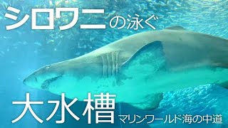 巨大なサメが泳ぐ大水槽【マリンワールド海の中道】迫力のシロワニさん