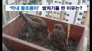 EP.073 황조롱이 kestrel :: 막내 황조롱이의 발차기 Kick of the youngest kestrel