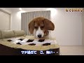 beagle and whack a mole game too desperate