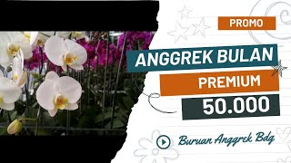 PROMO Angbul Pasca Premium 50 ribu an