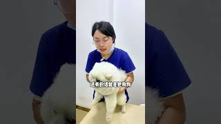 抱狗的正确方式，抱对了狗狗会更爱你！#新手养狗 #狗 #狗狗 #dog #萌宠 #萌寵 #萌宠出道计划 #宠物知识 #宠物 #宠物日常记录 #宠物生活