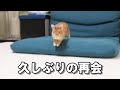 飼い主と久しぶりに再会したウサギはこうなります