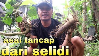 Dongkel Bahan Bonsai Hanya Didepan Rumah