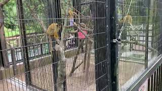 【動物園】鹿児島県鹿児島市『平川動物公園』リスザル（ボリビアリスザル）