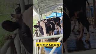 kandang Sapi Perah