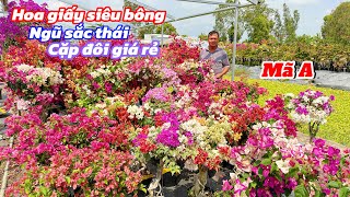 Hoa giấy siêu bông nhiều màu,ngũ sắc 5-6 màu thái..04/02😘📲0336517026.Bằng-Bùi