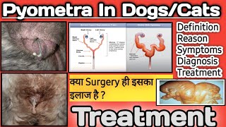 pyometra in dogs cats pus in uterus pus coming from vagina symptoms treatment इलाज
