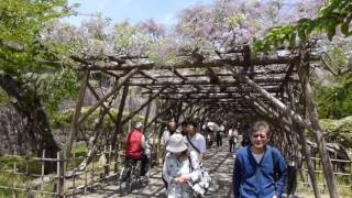 2016.5.21 函館五稜郭公園　箱館五稜郭祭開催