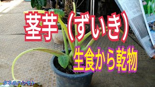 茎芋（ずいき）の乾物の仕方　タネのハシモト