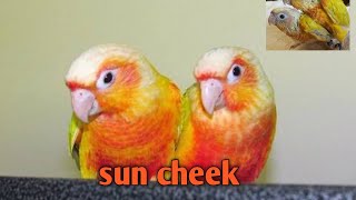 Sun cheek conure at my aviary, and Sun conure for sale.