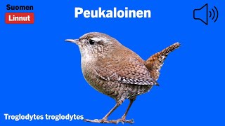 Peukaloinen - Troglodytes troglodytes - Wren - gärdsmyg - TROTRO