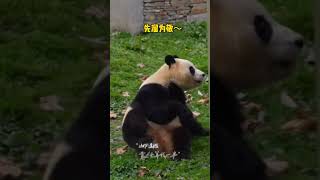 福宝被小树苗“碰瓷”，吓得它撒腿就跑，赶紧找奶爸告状去～#大熊猫福宝 #福宝 #福宝日常