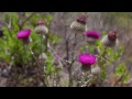 santa rosa island channel islands national park may 2014