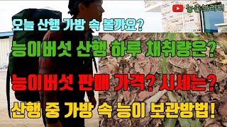 능이버섯 대박 수확! 판매 가격은? 산행 시 가방 속 능이버섯 보관방법! 하루하루 다른 채취 수확량