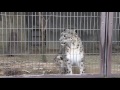 snow leopard　東山動植物園 ユキヒョウ リアン