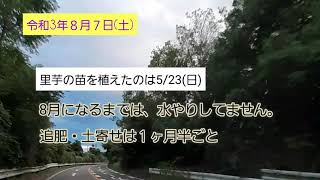 【8月里芋】甘く育つには、水やりの加減が最重要！さてさて、しっかり水やりできたのかー！？それとも…。