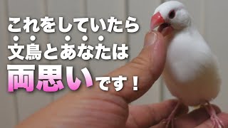 文鳥がしていたら両思いだと思っていい行動