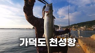 지금 부산에서 가장 핫한 곳! 던지면 물어요! 부산 가덕도 천성항 삼치 루어 낚시