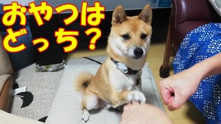 豆柴おーじろう☆おやつはどっち？再び mameshiba(shiba inu) OHJIRO which hand? again