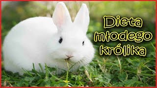 Żywienie młodego królika - jak wygląda prawidłowa dieta królika?🐰