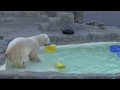 作業が気になるデナリ~polar bear is playing