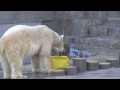 作業が気になるデナリ~polar bear is playing