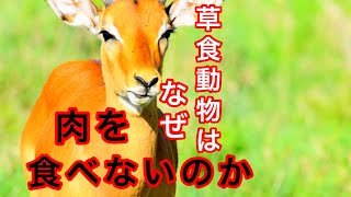 草食動物はなぜ肉を食べないのか