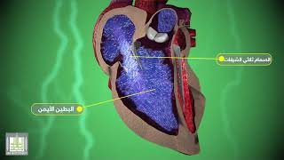 تشريح وطريقة عمل قلب الانسان