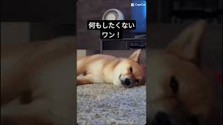 何もしてない柴犬のテンプレ−ト動画！#shorts#dog#犬#愛犬#柴犬#わんこ#いぬ#わんちゃん#犬好き#いぬのきもち#犬のいる暮らし#犬のいる生活#犬動画#犬との暮らし#柴犬のいる暮らし