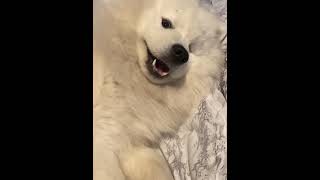 Samoyed fighting