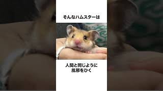 ハムスターの信じられない雑学#動物 #shorts