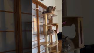 そら君5歳🐈くるみちゃん3歳🐈朝日を浴びながら💕ニャルソック中でした✨#cat #ねこ #ノルウェージャンフォレストキャット #shorts #ねこのきもち #猫