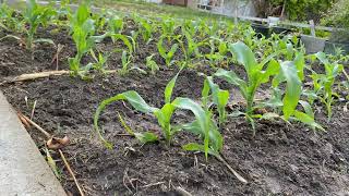 ដំណាំពោតដាំក្រោយផ្ទះ I Grow Corn In My Backyard 2021 @vannakitchen4269