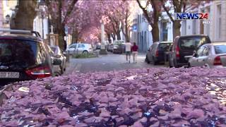 পর্যটক শূন্য জার্মানির ফুলের রাস্তা 11Apr.20| Cherry Blossom in Germany