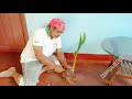 easy way to coconut bonsai