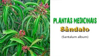 42 - Plantas Medicinais - SÂNDALO (Santalum album) Óleo Essencial de Sândalo