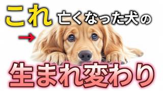 【ペットロス】亡くなった愛犬の生まれ変わりのサイン１０選