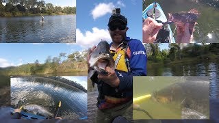 Metre Barra, Cod, Bream, Mangrove Jack - Boyne River, Benaraby